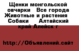 Щенки монгольской овчарки - Все города Животные и растения » Собаки   . Алтайский край,Алейск г.